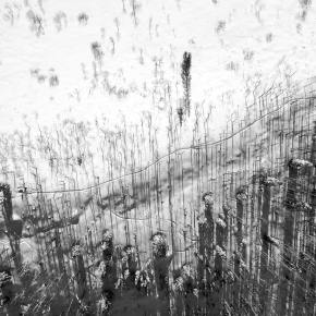 Introducing the Multispecies Ethnography&nbsp;Group