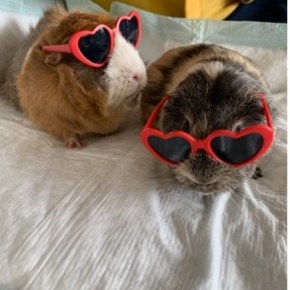More than a Pocket Pet: An ethnography of Human-Guinea pig&nbsp;connection